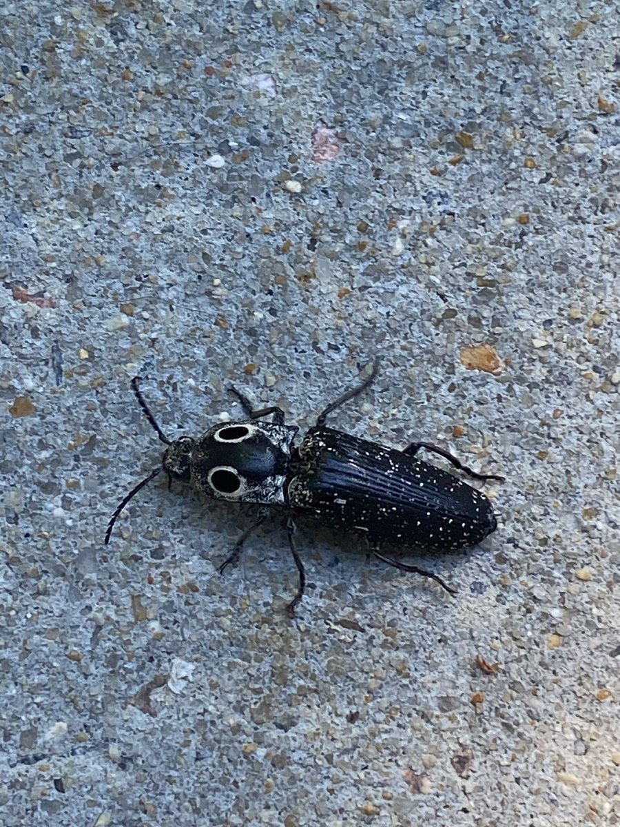 MBInletman's tweet photo. @KatKanada_TM An Eastern eyed click beatle. https://t.co/eJZN3WxM5F