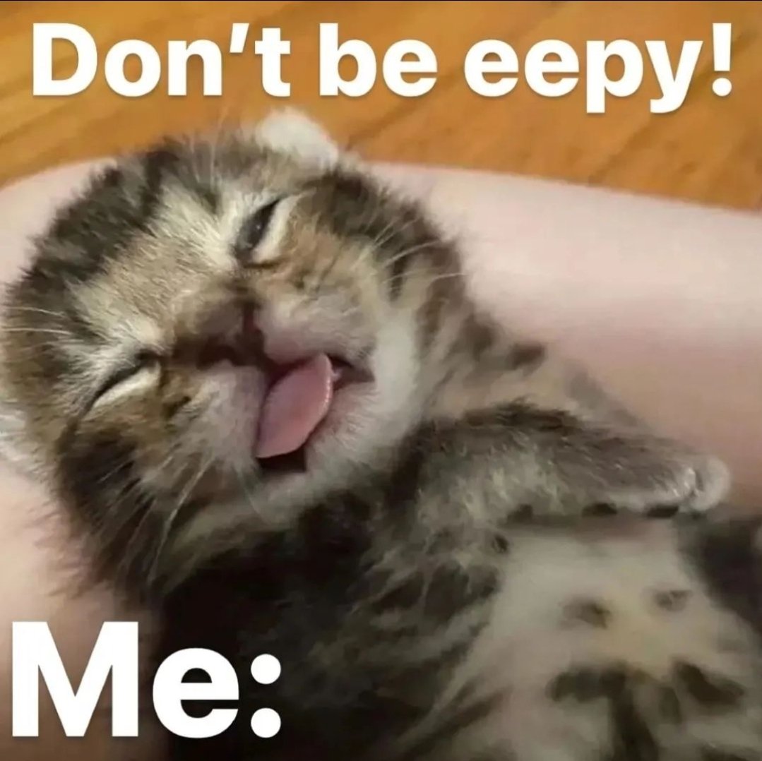 smol silly cat tweet media