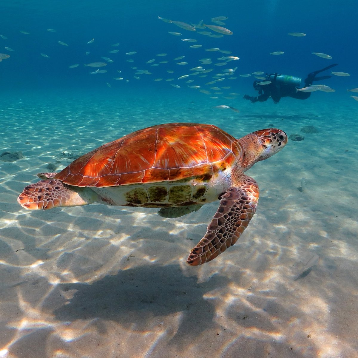 Discover nine of the world's best places to spot sea turtles. wanderlustmagazine.com/inspiration/be… #WorldTurtleDay
