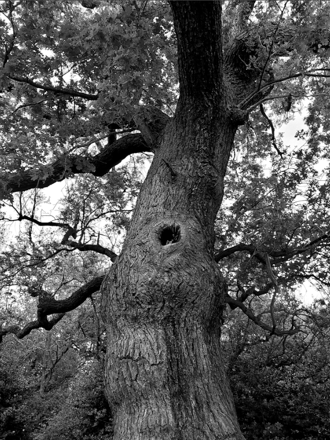 The alleged home tree of the Wood Sprite Wrackful Thomas. His desired offerings are copper buttons, doll parts and tea cake. Those failing to appease him are said to not only subject to the most fearful curses, but root entrapment and the spitting of resin.