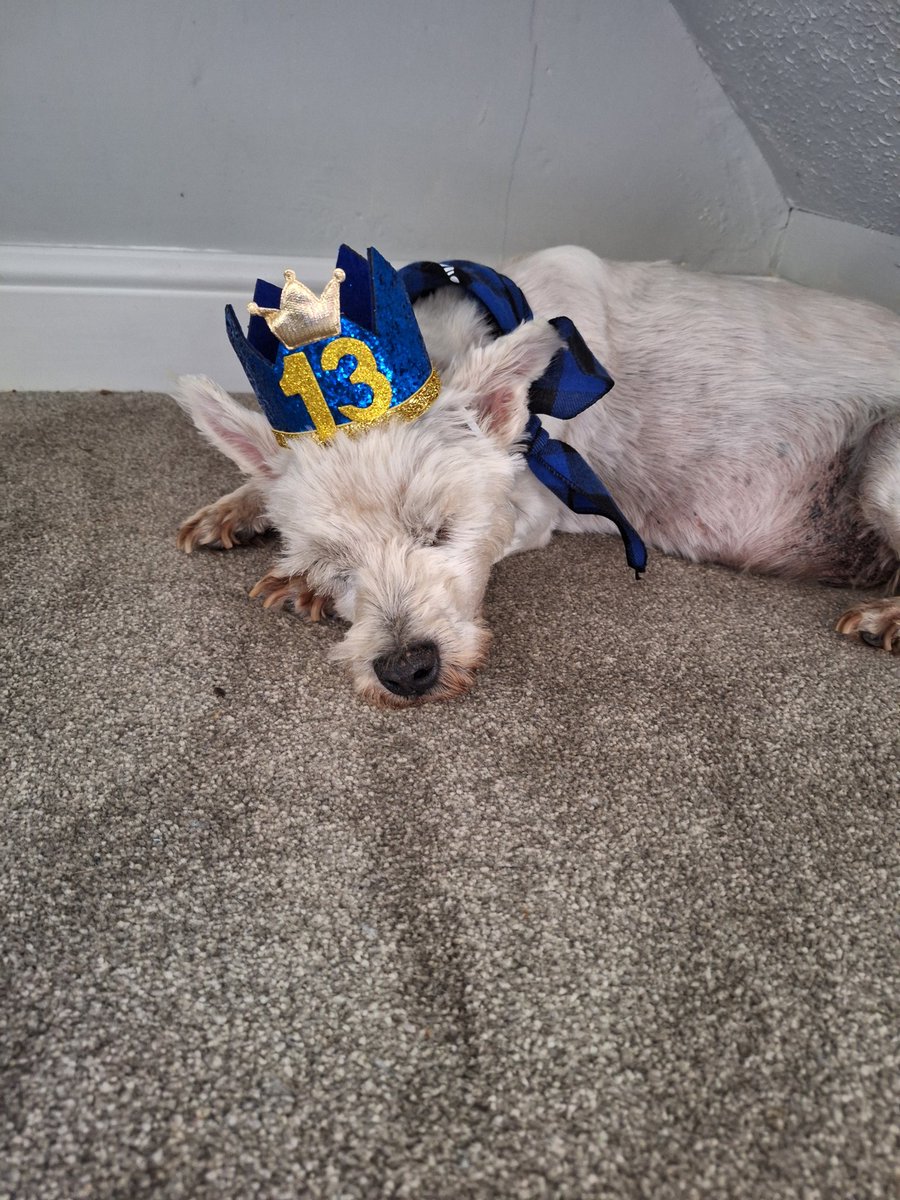 @ZombieSquadHQ @ZSBirthday @MuddlesDog @RhondaHendee @ThorSelfies @TheCatMalice @CancerDoggy Fank yoo for my birfday wishes. I is havin a luffly day so far, been walkies on the beach, opened me prezzies, now just havin a snooze wiv me crown on!!