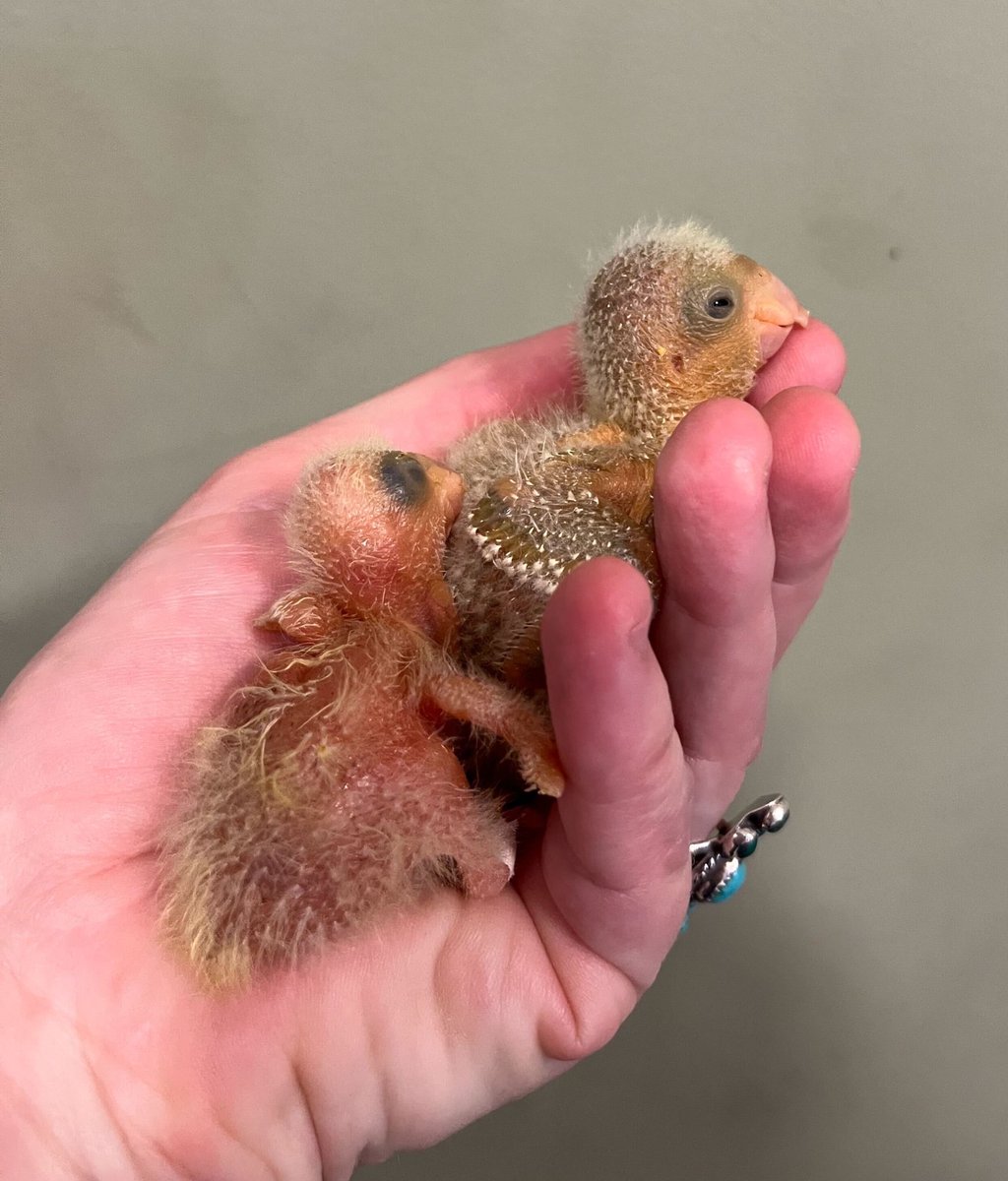 You can tell by the beak that these are not our usual nestlings! They are monk parakeets hailing from the Bronx, and all 4 were found on the ground in their nest, which had either fallen or been removed. 📷: Rachel Frank