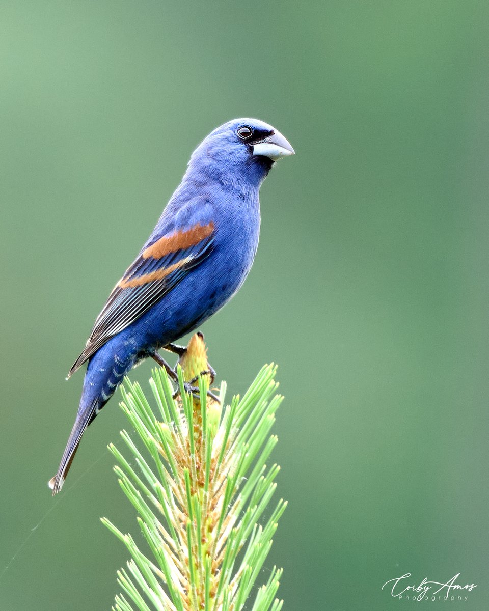 Blue Grosbeak smiling at me.
.
ko-fi.com/corbyamos
.
linktr.ee/corbyamos
.
#birdphotography #birdwatching #BirdTwitter #twitterbirds #birdpics #BirdsofTwitter