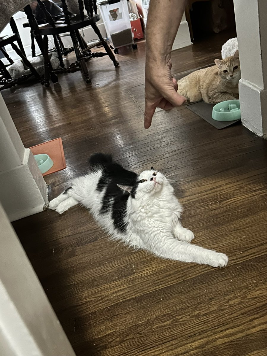 Loki Maine coon mix tweet media