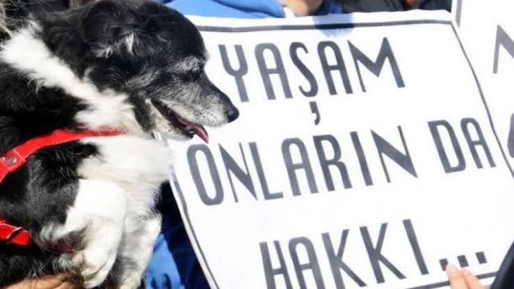 Köpekler, insanlarla yüzyıllardır bir arada bir dost gibi ortak yaşam alanlarına sahiplerdir. Bunun aksini söyleyen sevgiden bî'haber insanlar zaten yaşamı her alanda zehirleyenlerdir. 
Katliam yasasına hayır 
#Öldüremezsin 🤚
#sokakhayvanlarisahipsizdeğil 
#Hayvanlaradokunmayın