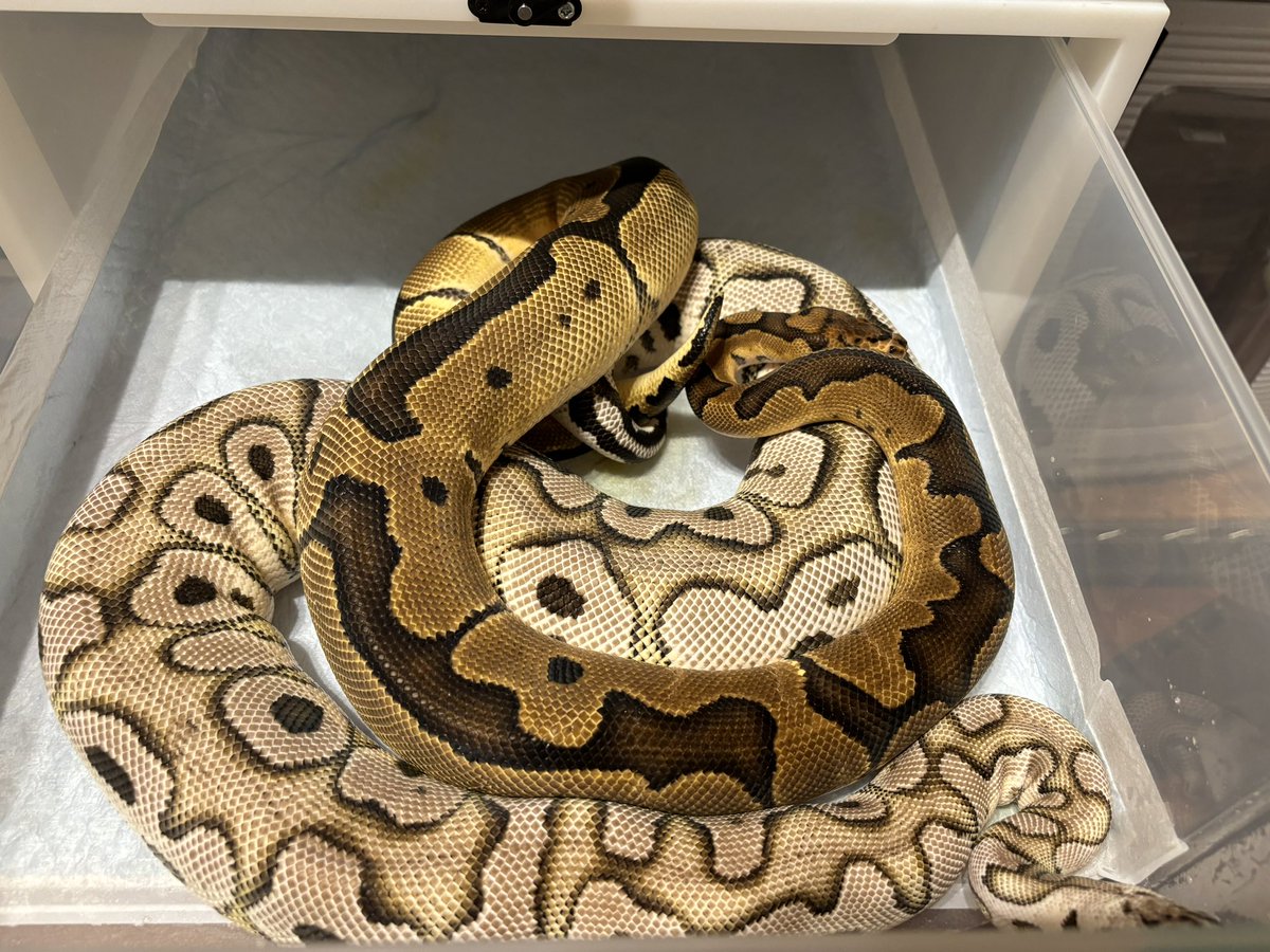 beckeryama's tweet image. 排卵が確認で来ていないので、とりあえず3回目の脱皮までかけ続けようかな💪

#ボールパイソン
#ballpythons