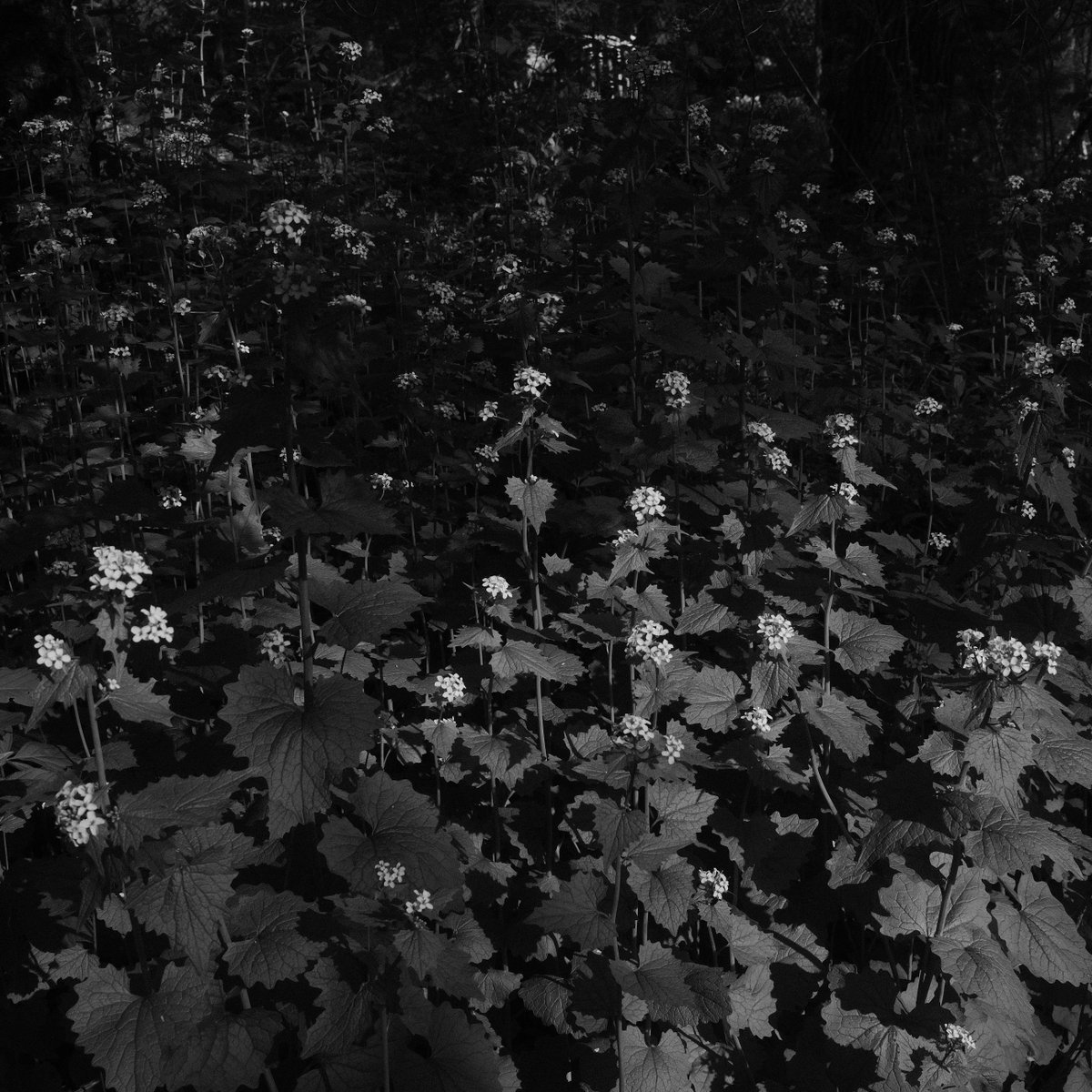 firsthandtweets's tweet photo. Some photos I made recently with my new #x100vi ☺️ https://t.co/FuLrmKm9Jd