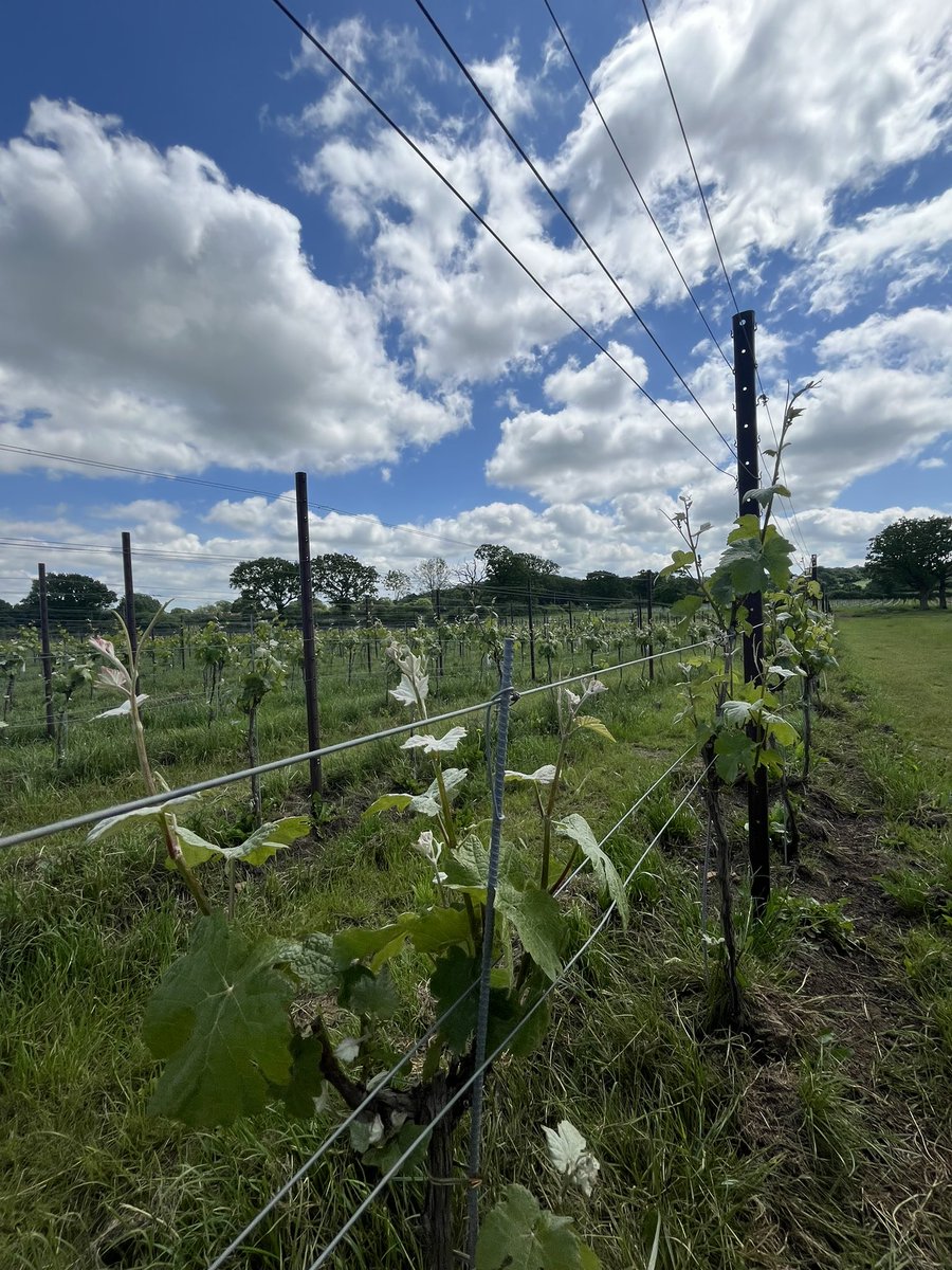 Southdownsjojo's tweet photo. Wonderful day to be out discussing wine tourism development in Horsham / Sussex
#wiston #Kinsbrook #Nutbourne
@HorshamDC #SussexSix #experiencesussex #MeetSussex @VisitEngland @Wine_GB https://t.co/cIa6PPK9Zs