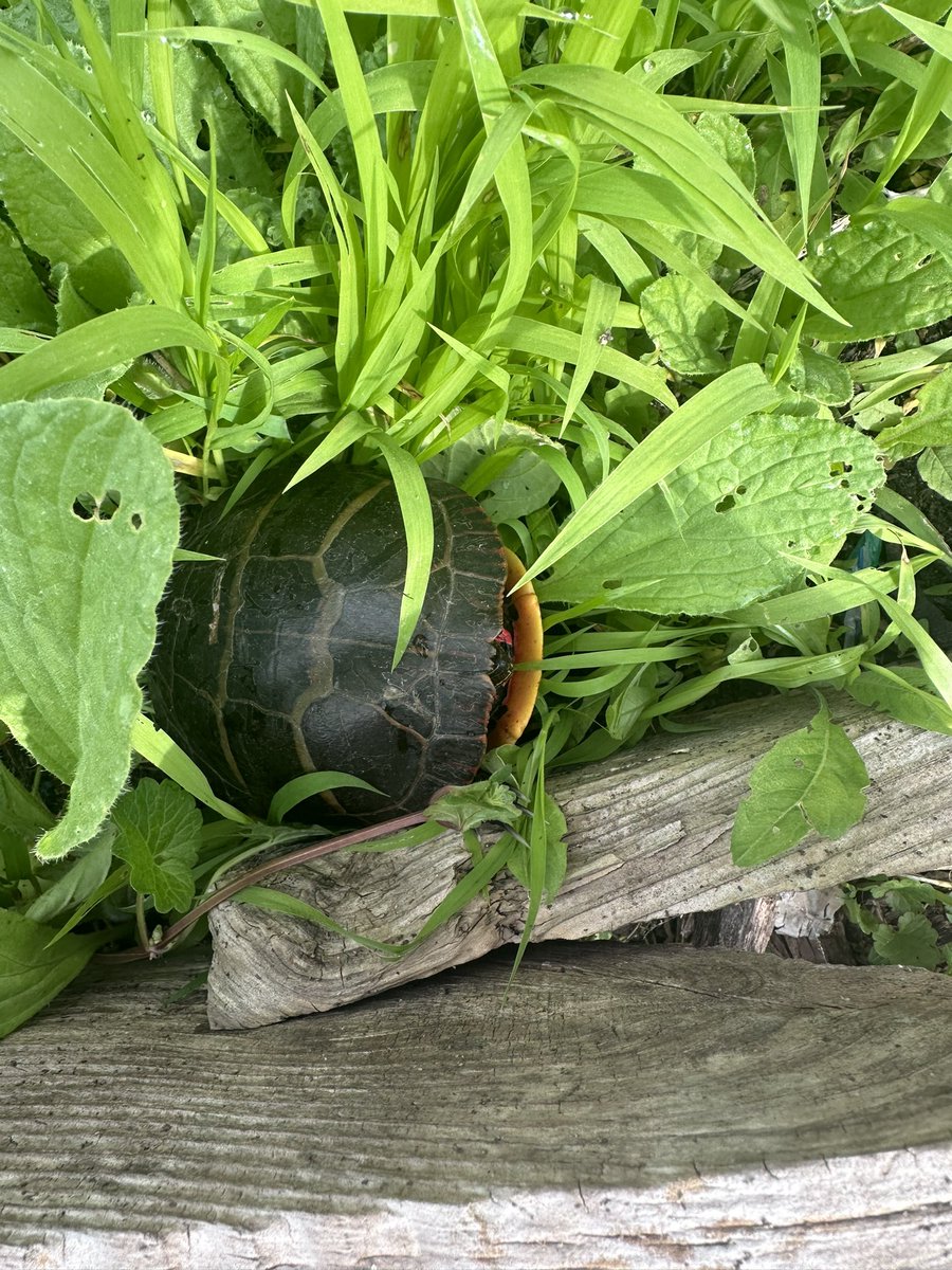 Found this guy in my flower bed. Don’t know how he got in there with the raised sides and all. Anyway, got him out of there and set them free. Hope your Thursday turns out as well as this guys.