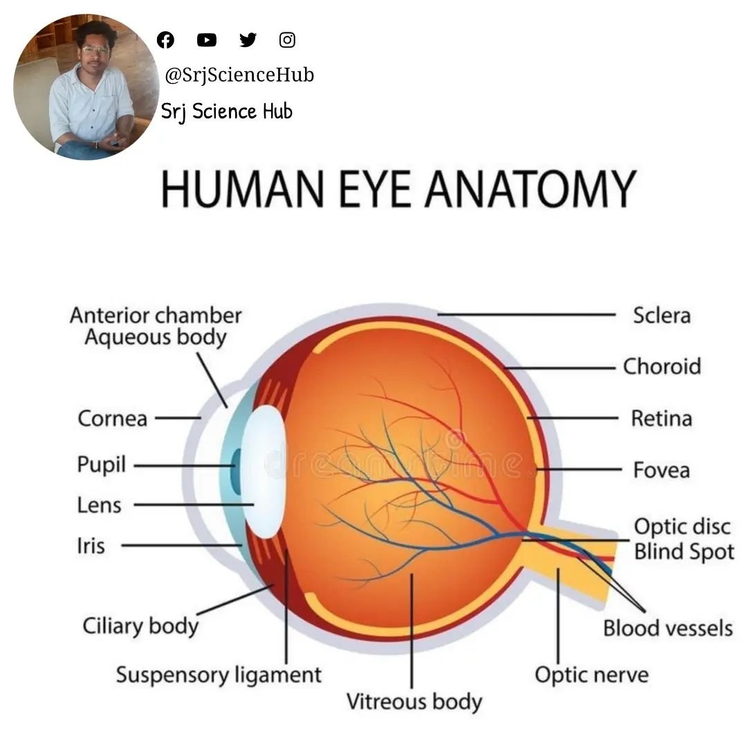 SrjScienceHub's tweet photo. ❝ #Human #Eye ❞

#srjsciencehub #eye #structure #humanbody #humaneye #eyes #biology #physics #chemistry #science #blood #muscle #nerve #iris #pupil #blind #sciencefacts #blindspot #sclera #retina #sciencestudent #scientific #scienceteacher #anatomy https://t.co/erJ5TljjHv