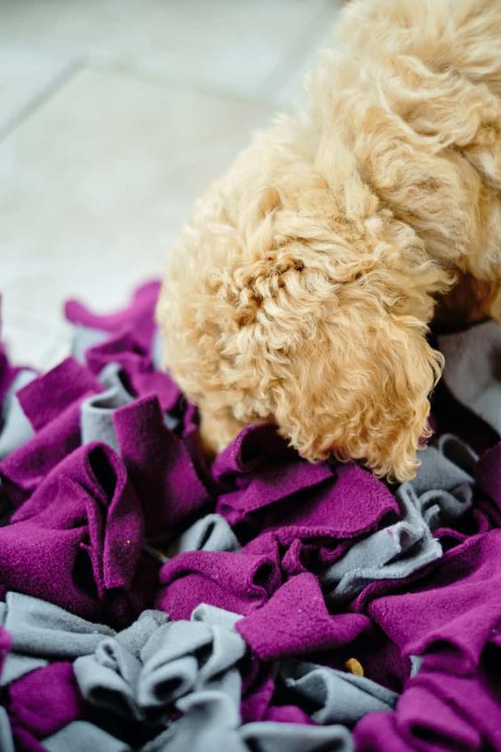DawgsPawz's tweet photo. Create a homemade snuffle mat using an old fleece blanket. Cut it into strips and tie them onto a rubber mat. Hide treats in the folds for a fun and challenging game!
#Snuffle #Mat #Homemade #Pet #Toys #Interactive #Games #Dog #Enrichment #Mental #Stimulation https://t.co/b7rz9rNQgA