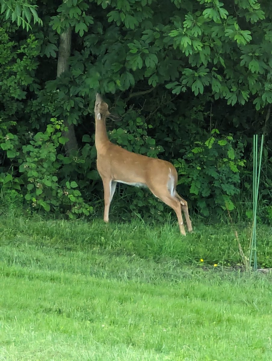 Good morning deers 🥰