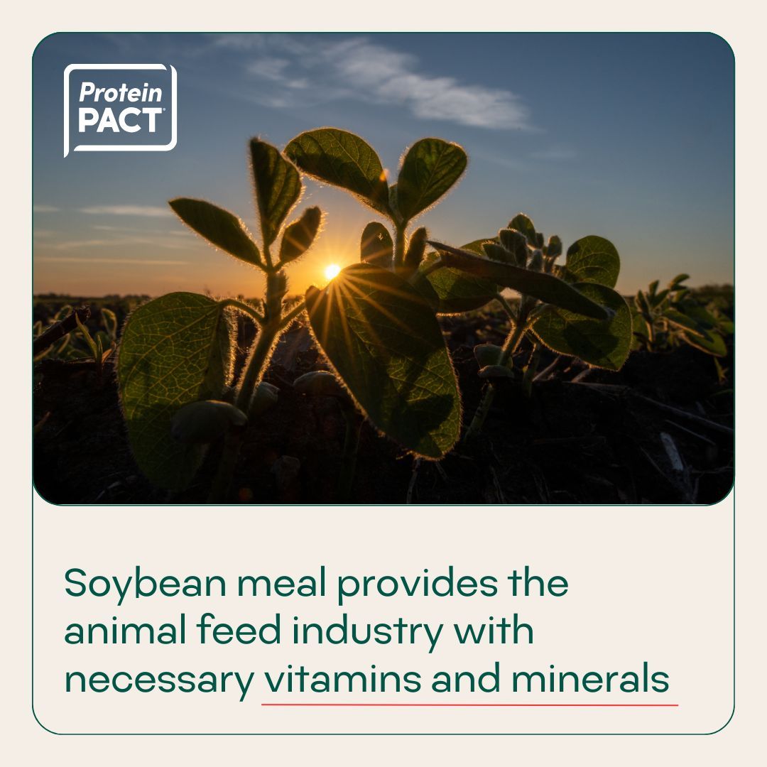 For the past 50 years, U.S. soybean meal has provided the animal feed industry with an unmatched package of high nutrient density, a superior amino acid profile and necessary vitamins and minerals. buff.ly/40BnxcM