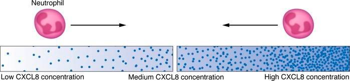 jclinicalinvest's tweet image. #100th Anniversary #Viewpoints: 
Advancing chemokine research: the molecular function of CXCL8: buff.ly/4blYf8V 

@UWMadison