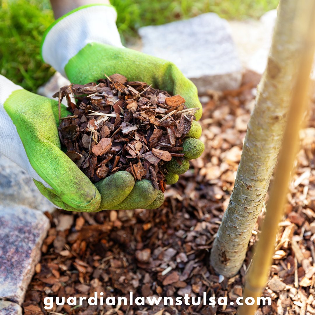 Apply a thin layer of mulch around trees and shrubs to retain moisture and suppress weed growth. Learn more: guardianlawnstulsa.com 

#GuardianLawnCare #lawncare #lawntreatments #mulchtips

guardianlawnstulsa.com