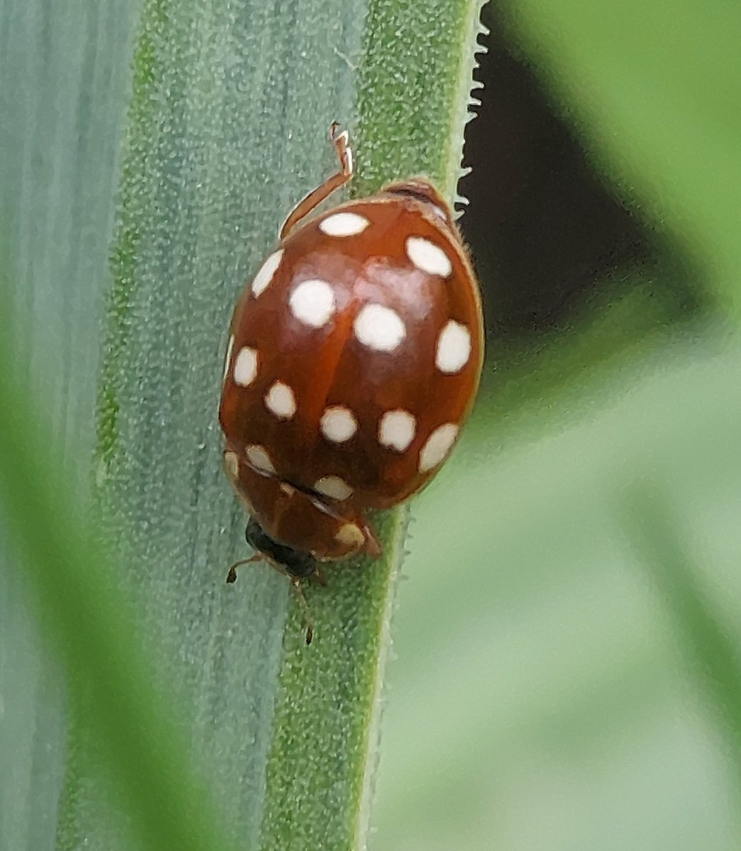 Cream-spotted ladybird keeping my garlic pest free 🤎🤍