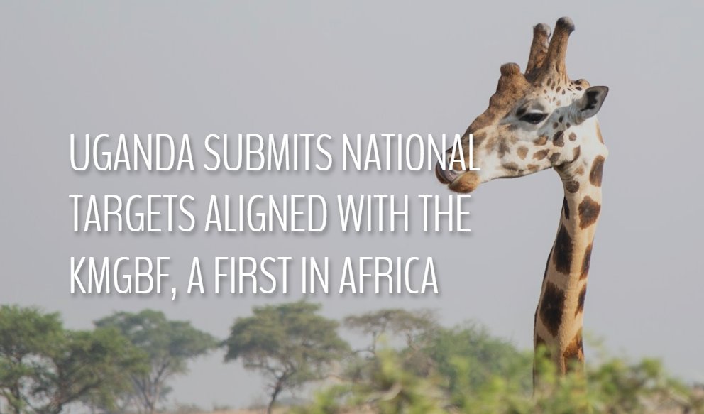 🇺🇬Uganda submits national targets aligned with the #BiodiversityPlan, a first in Africa. 🌱In an auspicious coincidence, the country submitted its aligned national targets a few days before the start of #SBI4, currently underway. 🔗Learn more: cbd.int/article/uganda…