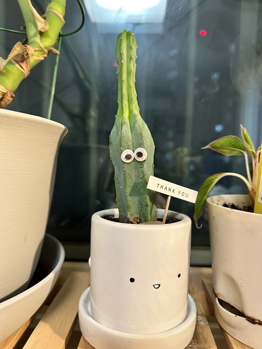everylike11's tweet photo. 3개월동안 계속 웃자람 🌵 https://t.co/1WqDqrCSg5
