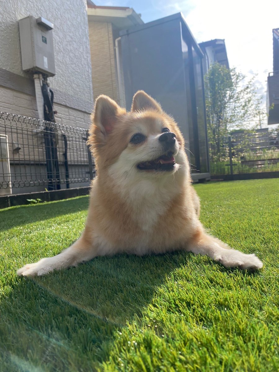 hoshina_8's tweet photo. @_alan_official 犬どうぞ🐶✨ https://t.co/ffOUcOJHTu