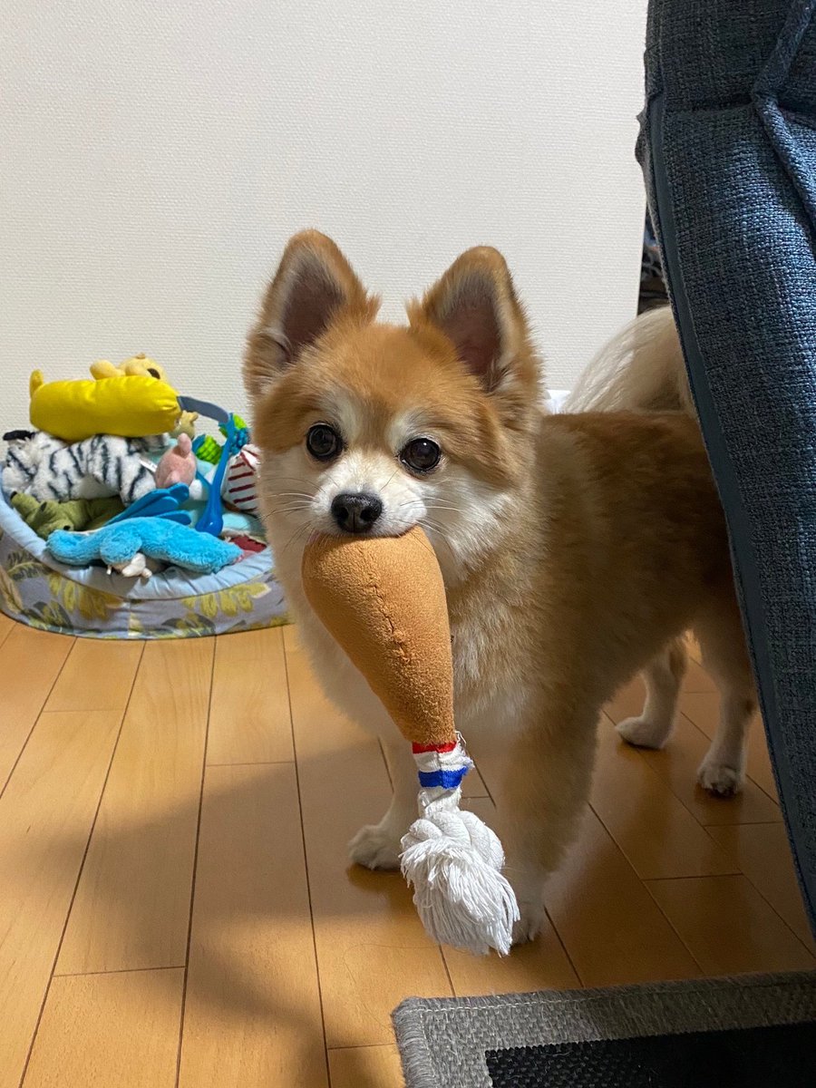 hoshina_8's tweet photo. @_alan_official 犬どうぞ🐶✨ https://t.co/ffOUcOJHTu