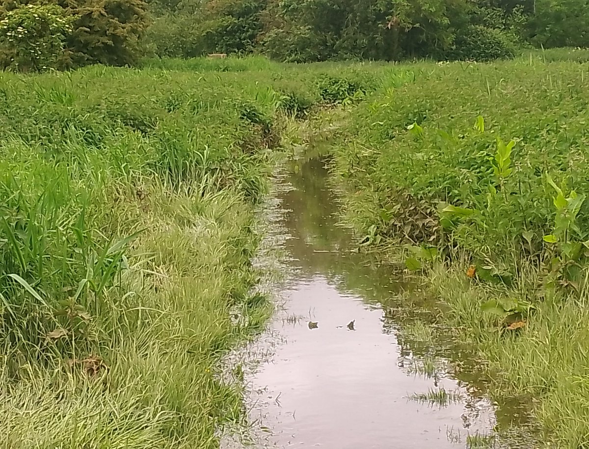 Fun few hours at @ladywalk_nr today. My fist birding outing this week. Highlights have goto be the Dunlin and lone Hobby flying south-east towards Blyth end. Wellies highly recommended as the paths are flooded between B and Bittern hides.
@_BTO @WestMidsBirding @WestMidBirdClub