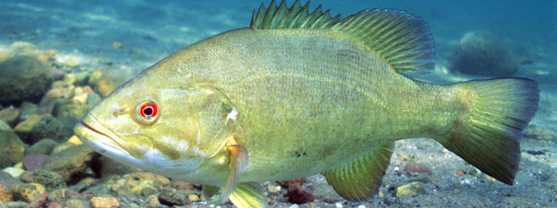 College of Biological Science tweet media