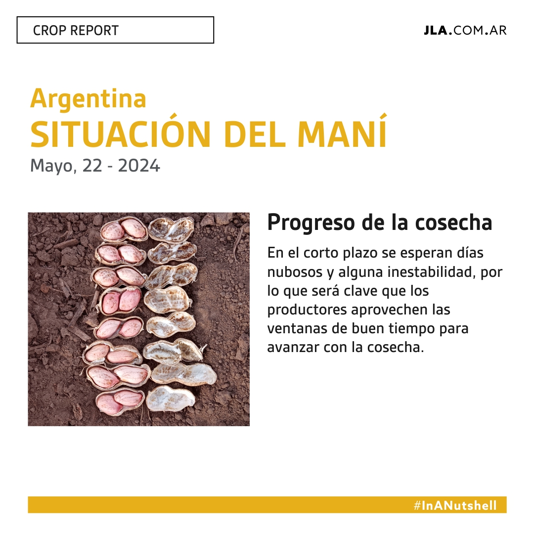 JLA_Arg's tweet image. Crop Report 22/05 🥜 #InANutshell
Datos referidos a la actualidad de la campaña del maní. Relevados por el Ing. Agrónomo Marcelo Cavigliasso 🧑🏼‍🌾Esta información es publicada en el reporte In a Nutshell – Foy Mills – VP of Ag Systems of JLA International