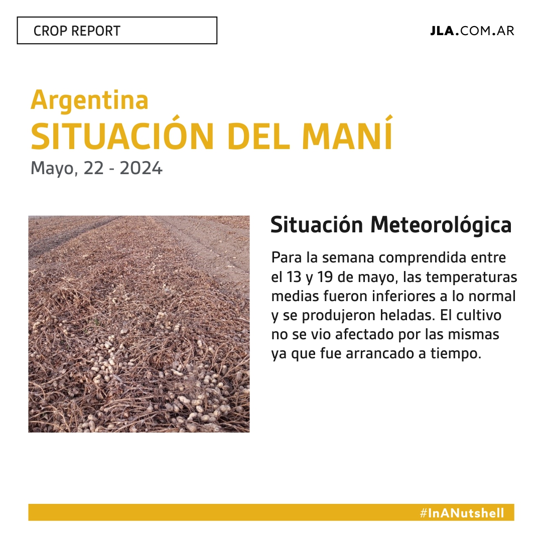 JLA_Arg's tweet image. Crop Report 22/05 🥜 #InANutshell
Datos referidos a la actualidad de la campaña del maní. Relevados por el Ing. Agrónomo Marcelo Cavigliasso 🧑🏼‍🌾Esta información es publicada en el reporte In a Nutshell – Foy Mills – VP of Ag Systems of JLA International