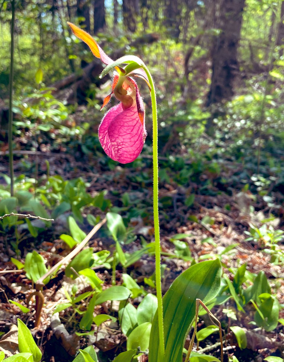 First Lady Slipper I’ve seen this year