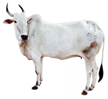 #NaijaFarmerFact Cow has a visual field of nearly 360 degrees due to its big eyes positioned on the lateral sides of the head It can easily detect predators coming from all directions Cow has an excellent sense of smell & hearing It can detect sounds that human ear cannot.