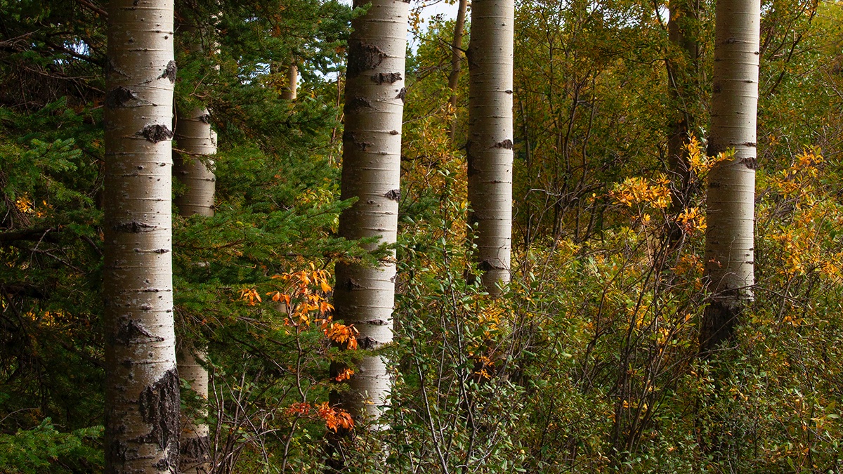 The Forest - Common Ground® tweet media