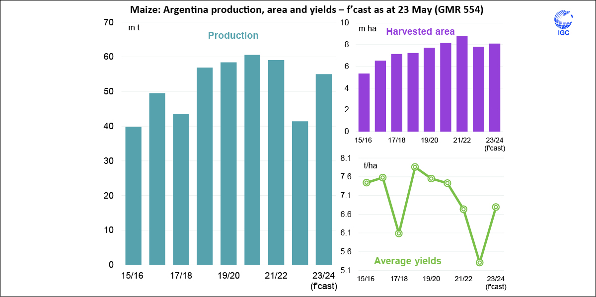 Global #maize (#corn) output in 2024/25 could expand to a fresh #peak despite various constraints, including in #Argentina where significant #yield and #area losses from corn stunt disease in late-season crops have been noted.