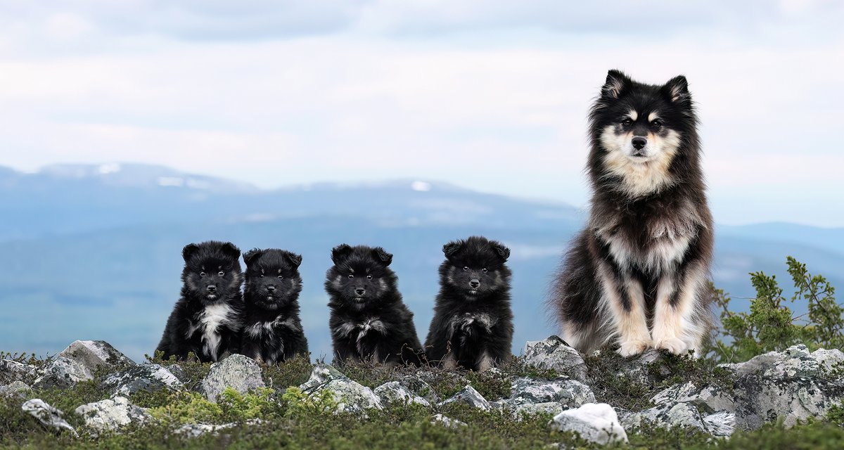 Suomen Kennelliitto tweet media