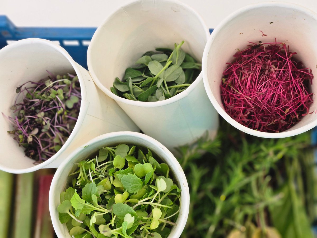 mobilefoodhub's tweet photo. Another great session @Camdenmfb 😍 more fresh #veg and #microherbs from @global_gen ##camdenmobilefoodbank #urbancommunityprojects #storygarden #foodgrowing https://t.co/CV3ToBennG