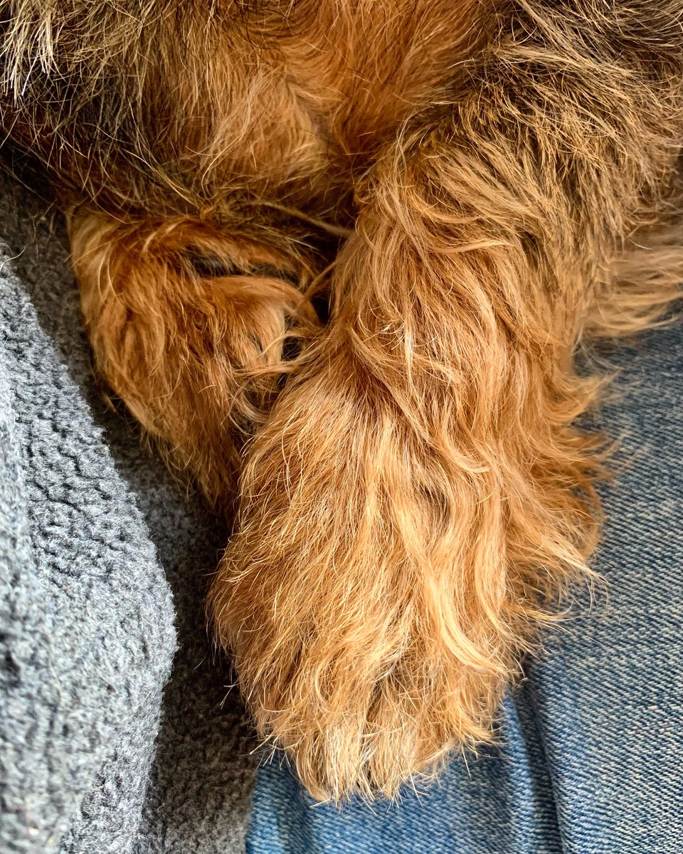 Finn53571796's tweet photo. Snugs 🦦🐾🤎

#snugvibes
#tuftytoes
#hobbitfeet 
#treasuredmoments https://t.co/K1MkYQupM2
