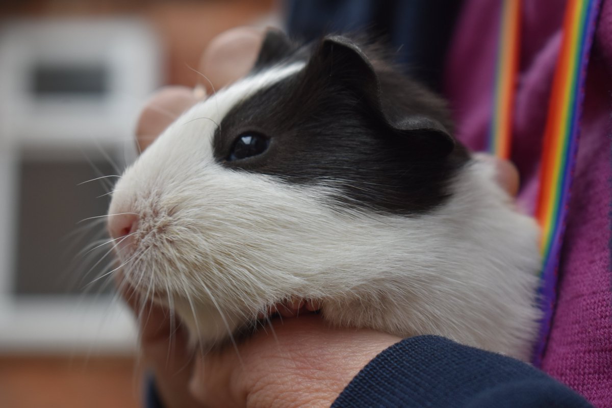 These furry friends were just a few weeks old when they came to visit us, the staff & young people really enjoyed interacting with them! We hope to rehome some in the future! #guineapigs #animaltherapy #animalcare