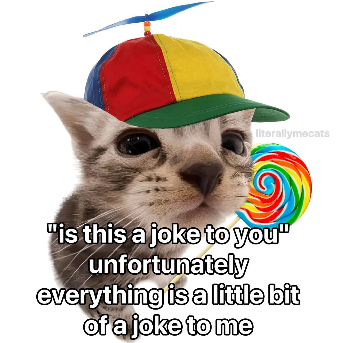 DontShowYourCat's tweet image. 