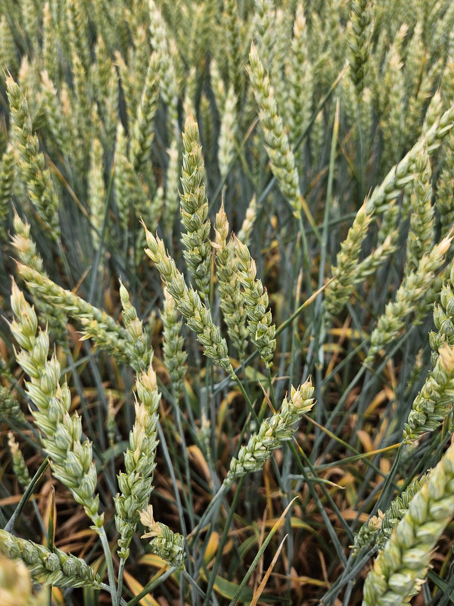 RazvanCommm's tweet photo. @WheatPete We are trying to, but the drought is preventing us. ( Romania ) https://t.co/XgMMvIGgN8