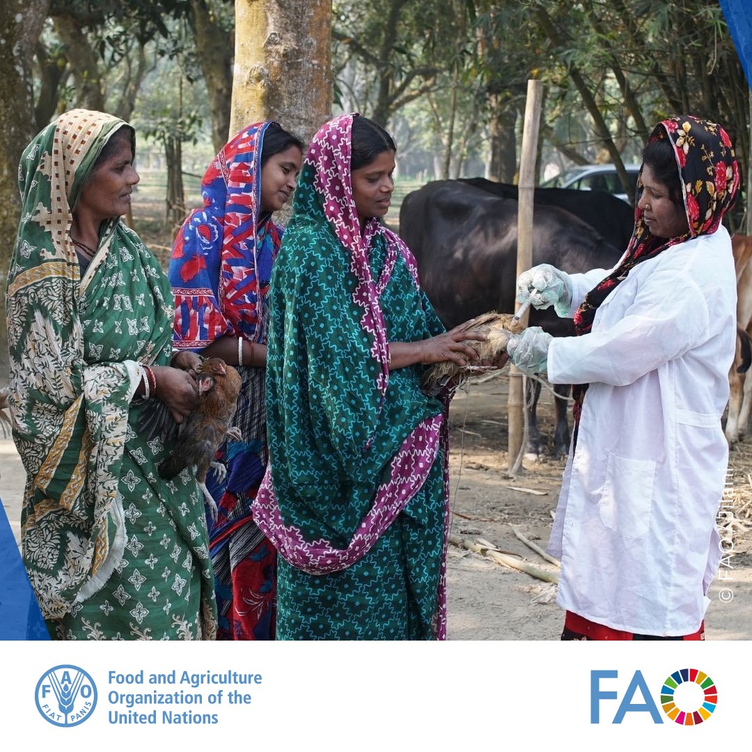 In Bangladesh where 75% of poultry farmers are women, emerging diseases pose a threat to their livelihoods due to lack of vaccination. This transformative @FAO initiative funded by @USAIDGH is empowering women vaccinators who are driving change in 🇧🇩. 🔊 bit.ly/3UZN7ZA