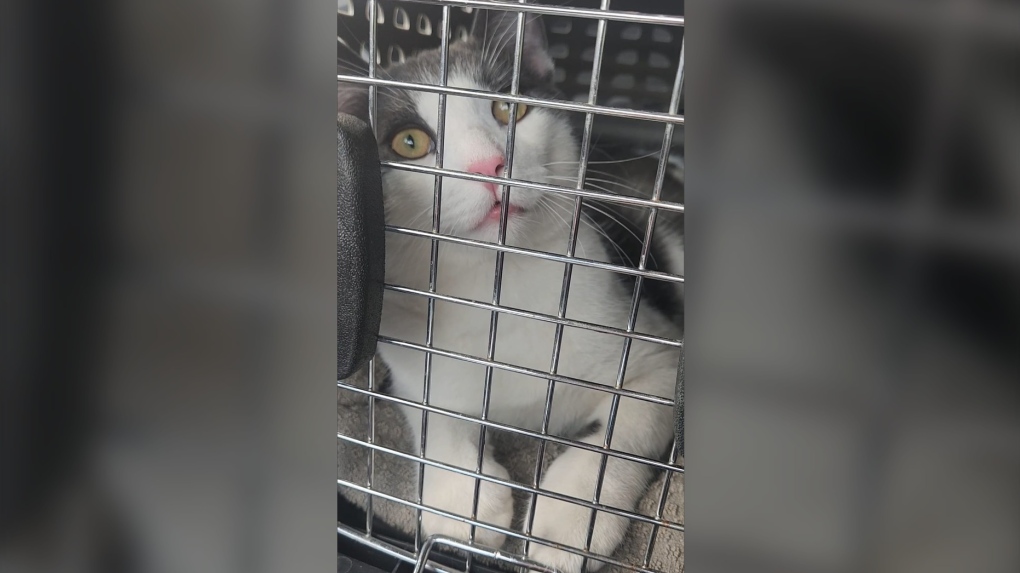 Matt the Cat finds a new home after he was found tied up in a bag near Paris. 

kitchener.ctvnews.ca/cat-found-in-b…