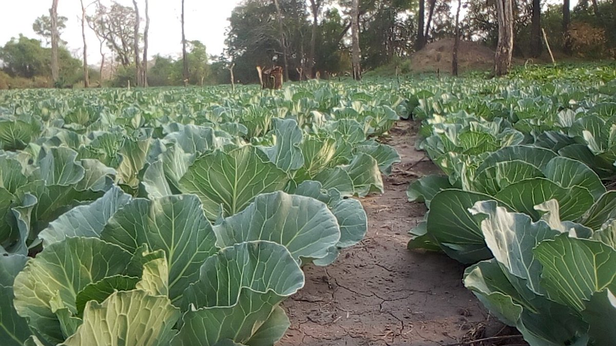KawilaAndre's tweet photo. Agriculture is the foundation🍈🌾🌹🧅🥦🥬🥒 let us rejoice and be glad in it. #infrapa 🎧 twendé ku mashamba https://t.co/BgWRGoaGn0