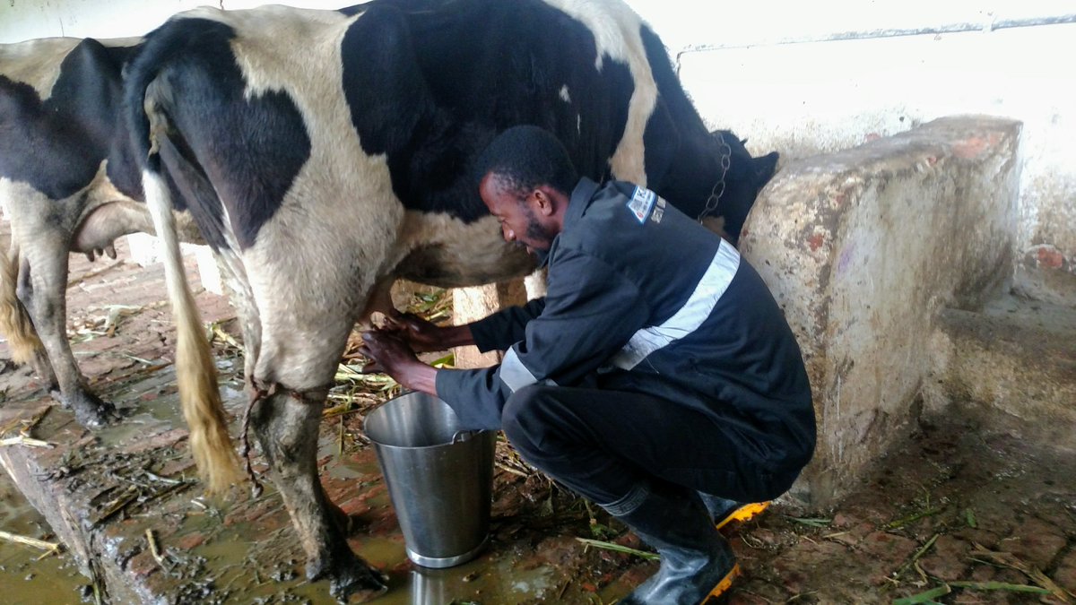 KawilaAndre's tweet photo. Agriculture is the foundation🍈🌾🌹🧅🥦🥬🥒 let us rejoice and be glad in it. #infrapa 🎧 twendé ku mashamba https://t.co/BgWRGoaGn0