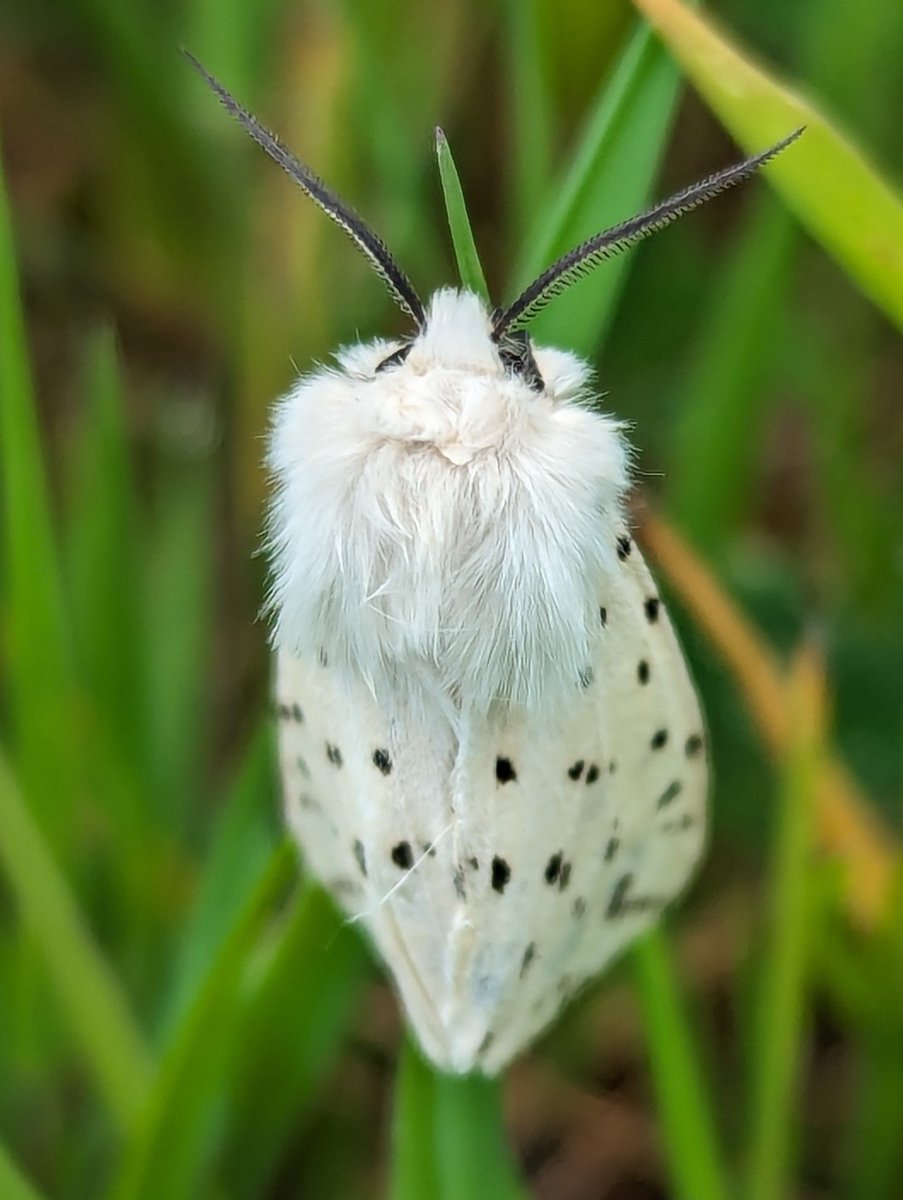 An absolute beauty of a moth, White Ermine in Sussex today. @SussexMothGroup @MOTHIDUK @SussexWildlife