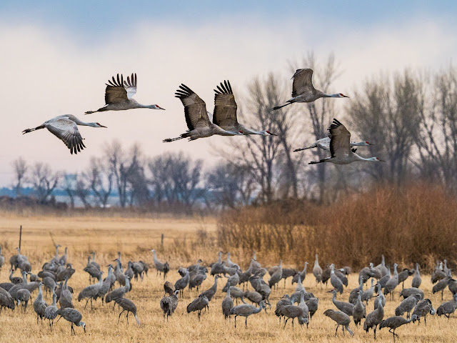 As promised, a post over a year in the making. This one is about the trip I made last year to see the annual Sandhill Crane migration. halarsonauthor.com/2024/05/the-an… #halarsonauthor #blogpost #sandhillcranes #cranemigration #grandisland #nebraska #cranetrust #audobonsociety