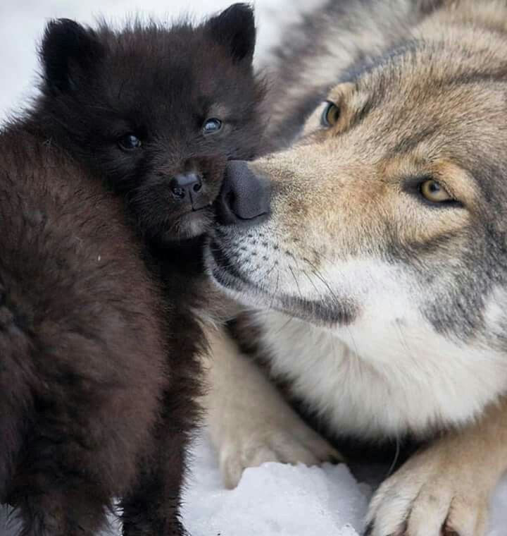Adorable wolf pup and mom