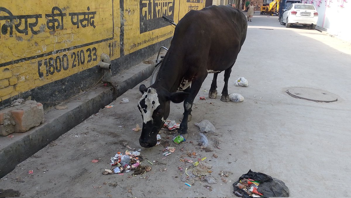 The_voice______'s tweet photo. @MCD_Delhi
@RakhiAshis27395
Mam it's very urgent request, as yesterday a cow was about to die, please seriously take action. https://t.co/NasqOZJzGa