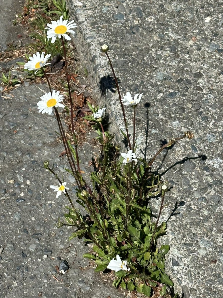 VanIsleGardener's tweet image. I love seeing #nature winning over concrete and asphalt #MayFlowers #Daisies