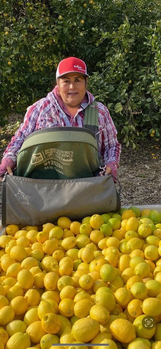 Gaby sent us this photo from where she worked in Tulare County's lemon orchards. This work takes strength and endurance. Gaby spent her workday filling a 65 lb bag with lemons and depositing them into a 900 lb bin. #WeFeedYou