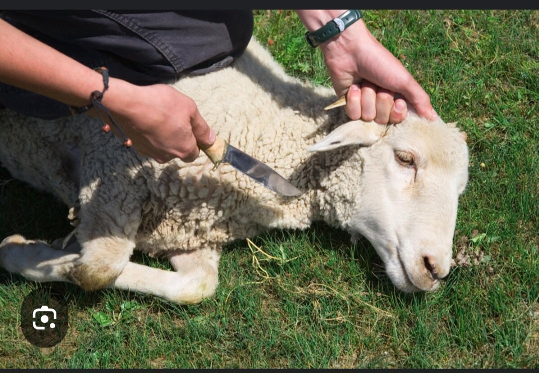 @estherouwehand Weer vergif verspreiden groene doos. Pak het ritueel slachten aan. Ritueel slachten. Zal het 2x zeggen doet u ook altijd. Dan snapt u het beter. De extreem linkse hitsers. De kogel of ammonia komt altijd van Links hé mensen.