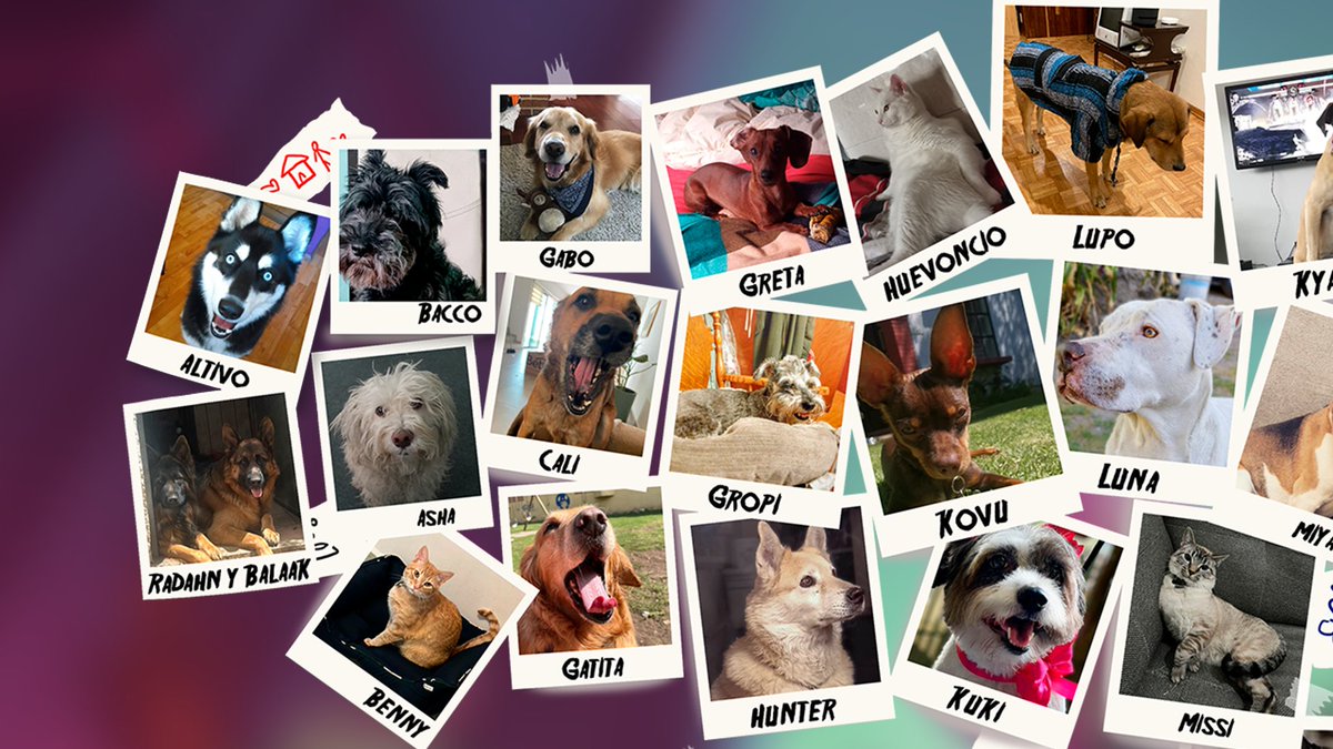 RKGKgame's tweet image. Hello from @GamesWabisabi and all our furry friends! 🐕🐈

RKGK has been 4 years in the making and we&apos;re SO happy to see everyone enjoying what we&apos;ve created. 

We hope you keep rising up, fighting back, and expressing yourselves in style ✊

From all of us, thank you! 💗
